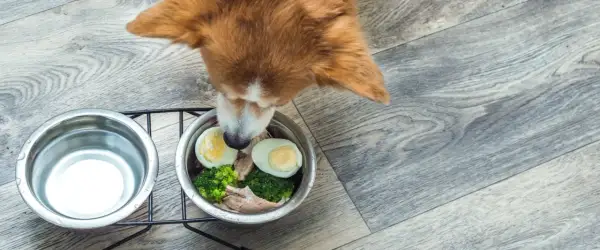 Pies z apetytem zajada miskę pełną pyszności: mięso, brokuły i jajko dla psa.