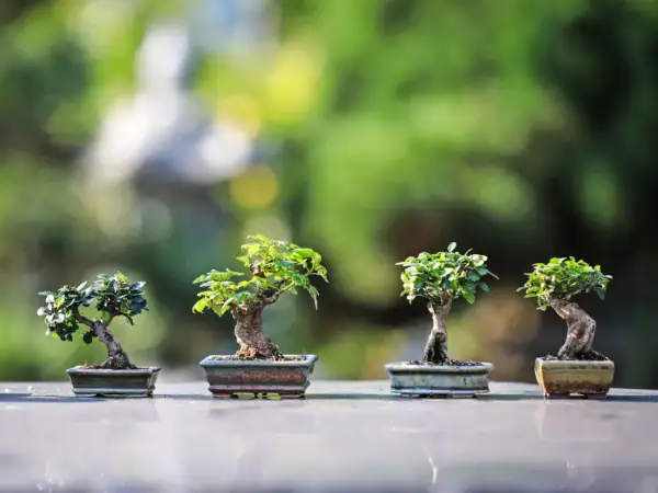 Cztery miniaturowe drzewka bonsai, każdy w ozdobnej doniczce, prezentują sztukę ich pielęgnacji na tle zieleni.