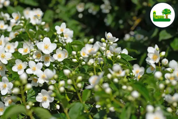 Ein Meer aus duftenden weißen Blüten des Philadelphus coronarius, auch bekannt als Pfeifenstrauch, im satten Grün.
