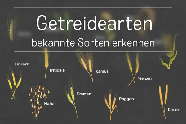 Getreidearten: Einkorn, Hafer, Emmer, Triticale, Kamut, Roggen, Weizen und Dinkel.