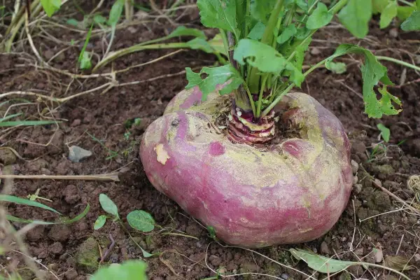 Eine große, runde rote Bete wächst im Boden, mit grünen Blättern, die aus der Mitte ragen.