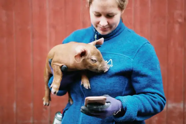 En kvinna med en liten gris i famnen tittar på sin mobil. Ett drömjobb att jobba med djur.