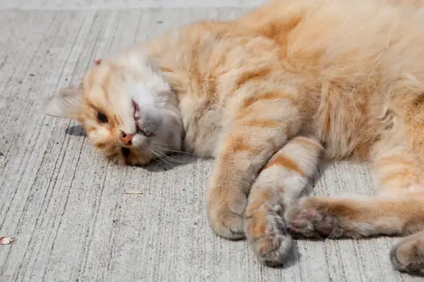Gato naranja con rayas acostado de lado, con la cabeza girada. Podría ser un síntoma de epilepsia en gatos.