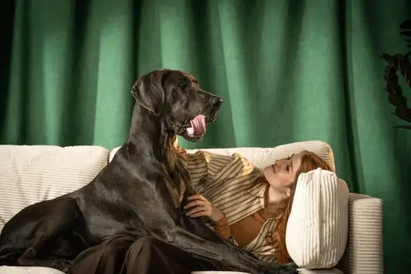 Un gran danés negro, el test perro ideal, se recuesta en un sofá junto a una mujer pelirroja.
