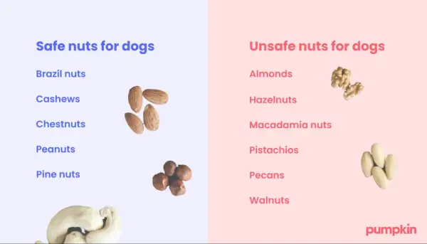 This image lists safe and unsafe nuts for dogs. It clearly shows that dogs cannot eat walnuts, along with other nuts like almonds and macadamia nuts.