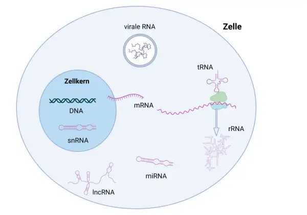 Schema zeigt den Aufbau von RNA-Molekülen in einer Zelle: DNA, mRNA, snRNA, miRNA, lncRNA, tRNA und virale RNA.