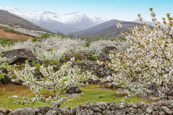 Espectacular paisaje del Valle del Jerte en flor. Los cerezos cubren las laderas con su manto blanco, mientras las montañas nevadas vigilan al fondo.