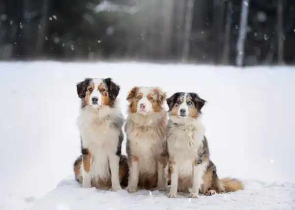 Drei wunderschöne Australian Shepherds, darunter ein goldener Aussie, sitzen im Schnee.