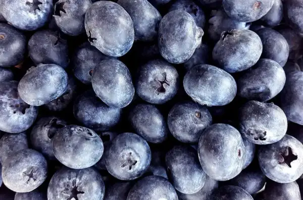 Mnóstwo dojrzałych borówek odmiany 'Bluecrop' tworzy apetyczny stos.