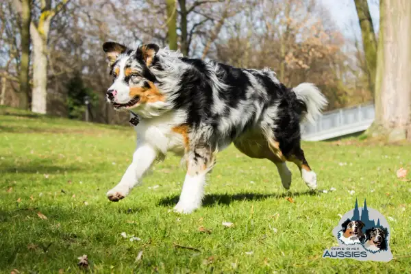 Ein Australian Shepherd mit ausgeprägtem Jagdtrieb rennt über eine grüne Wiese.