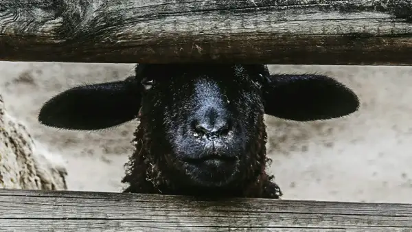 Een zwart schaap, het zwarte schaap van de familie, kijkt nieuwsgierig over een houten hek.