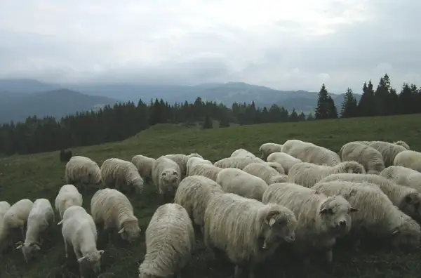 Stado owiec na zielonej hali, pasące się wśród górskich krajobrazów.