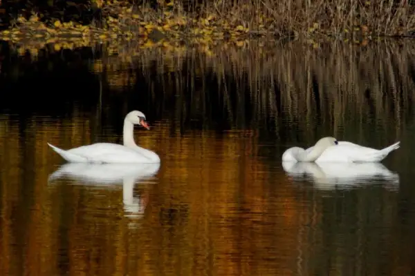 Rezerwat przyrody Jezioro Łuknajno – unikalna fauna i atrakcje dla odwiedzających