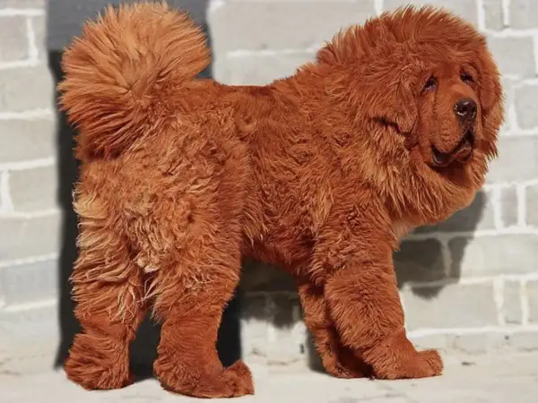 Un majestuoso mastín tibetano de pelaje rojizo y abundante melena posa con orgullo frente a una pared de ladrillos.