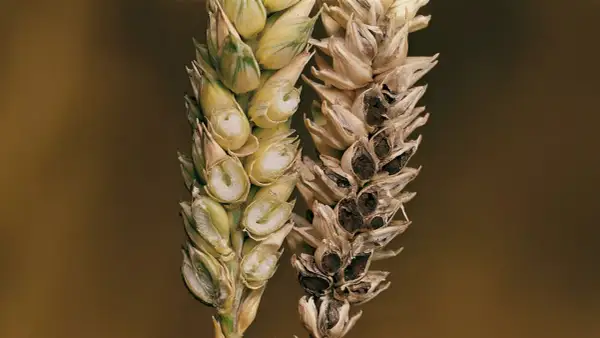 Épis de blé comparant un grain sain et un grain atteint de carie du blé, montrant la destruction des grains sains par la maladie.