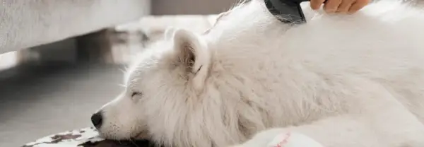 Un perro blanco duerme mientras le cepillan el pelo. A mi perro se le cae el pelo y tiene calvas, pero el cepillado lo alivia.