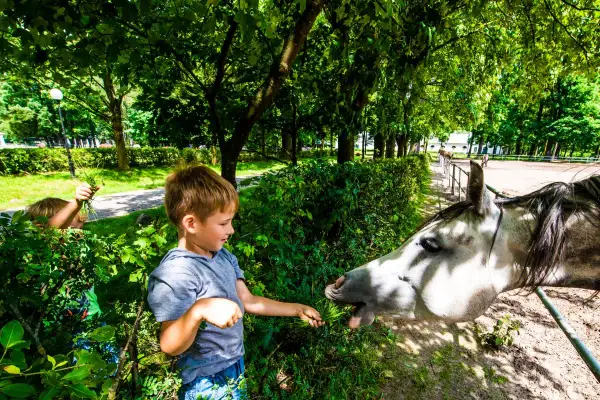 Chłopiec karmi konia trawą. Wspaniałe atrakcje dla dzieci lubelskie, gdzie można obcować ze zwierzętami.