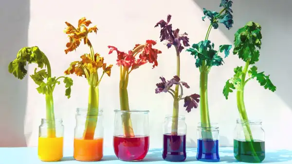 Bunte Sellerie-Stiele in Gläsern: Ein lebendiges Farbexperiment für Kinder, das zeigt, wie Pflanzen Wasser aufnehmen.