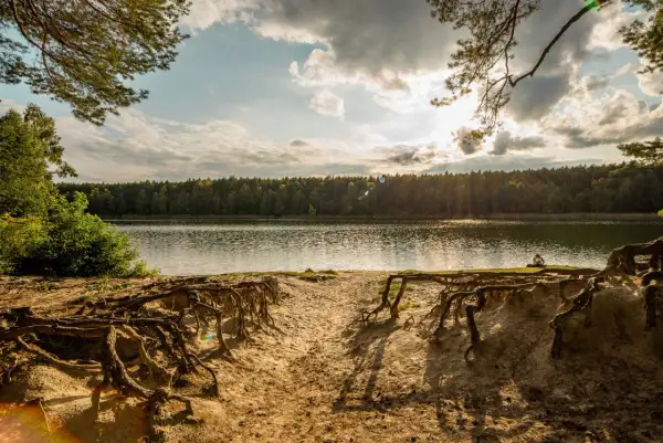 Piękne jeziora wokół Poznania. Słoneczny dzień, piaszczysta plaża z odsłoniętymi korzeniami drzew i spokojna tafla wody.