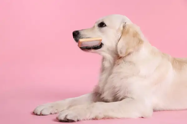 Golden retriever z szczotką w pysku. Zastanawia się, jaka szczotka dla golden retrievera będzie najlepsza do pielęgnacji jego pięknej sierści.