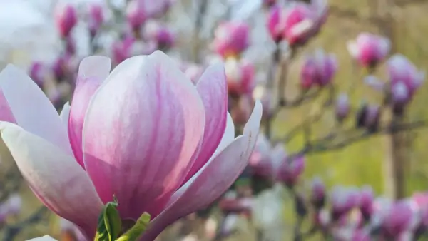 Zbliżenie na różowo-biały kwiat magnolii, w tle rozmyte inne **magnolie odmiany** kwitnące na różowo.