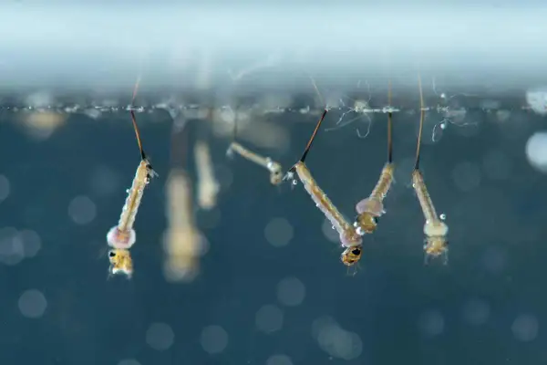 Plusieurs larves de moustiques, appelées "têtards", flottent à la surface de l'eau, respirant grâce à un siphon.
