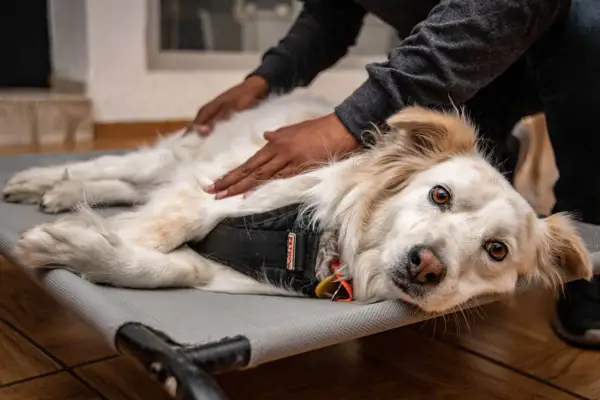 Un perro blanco y dorado disfruta de relajantes masajes para perros en una camilla. Sus ojos marrones miran a la cámara con calma.