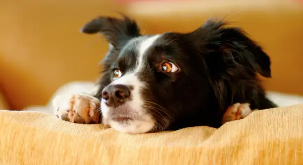 Un perro border collie con ojos curiosos y patas delanteras apoyadas en un sofá. Quizás se pregunte porque bostezan los perros.