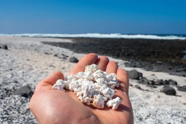 Dłoń trzyma białe, chropowate kamyczki przypominające popcorn. W tle widać plażę i ocean. Jak dojechać na Popcorn Beach?