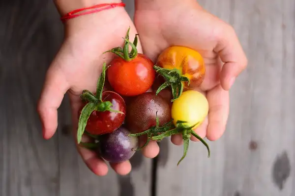 Hände halten bunte, ertragreiche Tomatensorten: rot, gelb, braun, lila und orange.