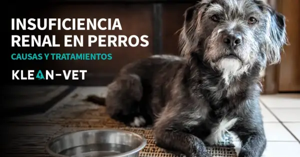 Perro con insuficiencia renal, triste y sin apetito. Texto: Insuficiencia renal en perros. Causas y tratamientos. Klean-Vet.