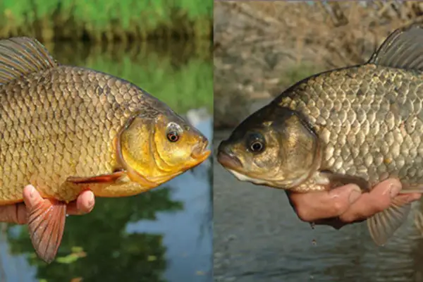Zwei Fische im Profil: Links eine goldgelbe Karausche, rechts eine dunklere Karausche. Der Unterschied ist deutlich sichtbar.