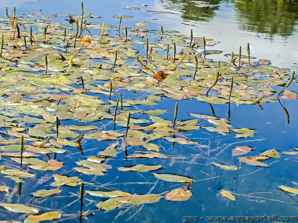 Un étang paisible où le potamot nageant déploie ses feuilles et ses épis floraux sur l'eau bleue.