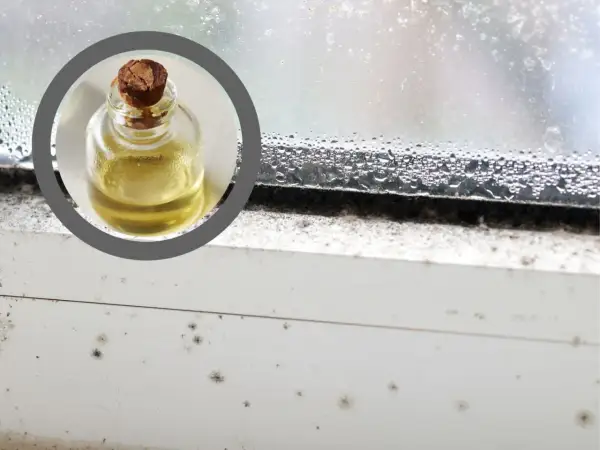 Mała buteleczka z żółtym płynem na tle zapleśniałego parapetu i okna. Pleśń na winie w balonie to problem, z którym można walczyć.