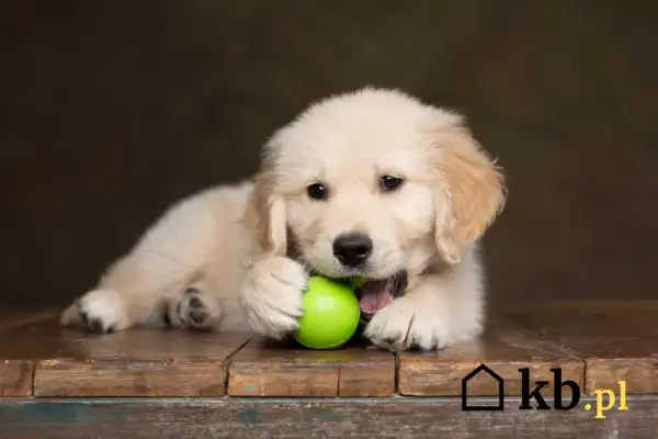 Golden Retriever: Cena szczeniaka i koszty utrzymania. Ile naprawdę kosztuje?