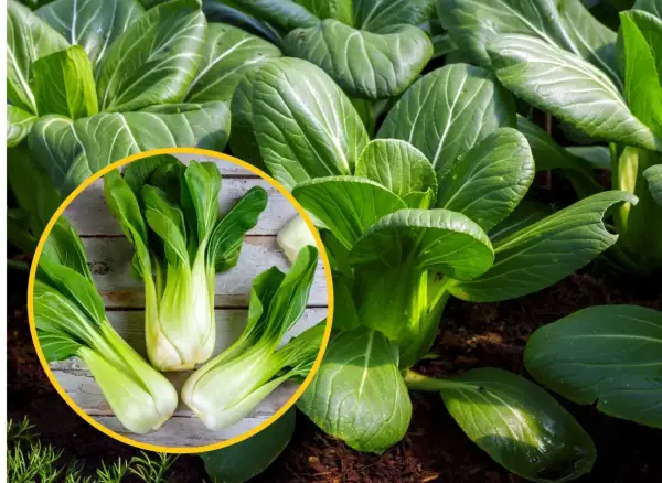 Świeża, zielona kapusta pak choi rośnie w ziemi. W okręgu widać trzy główki tej zdrowej rośliny na drewnianym tle.