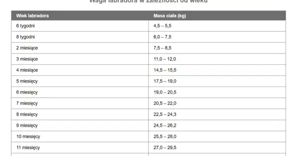 Tabela pokazuje, jak zmienia się labrador waga od 6 tygodni do 11 miesięcy.