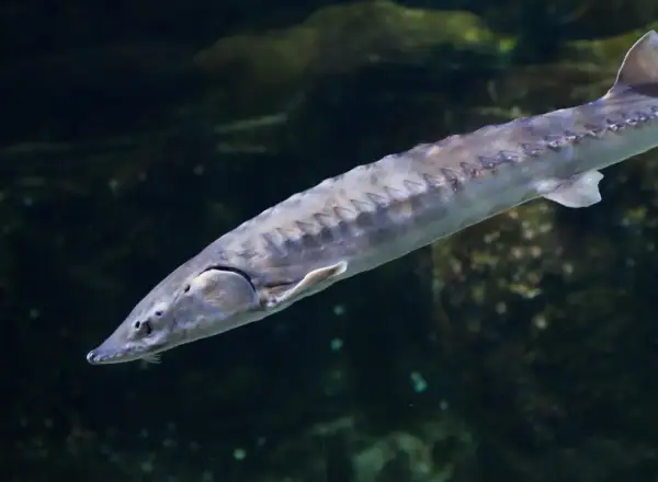 Un esturgeon d'Europe, poisson préhistorique aux plaques osseuses, nage dans les eaux sombres.