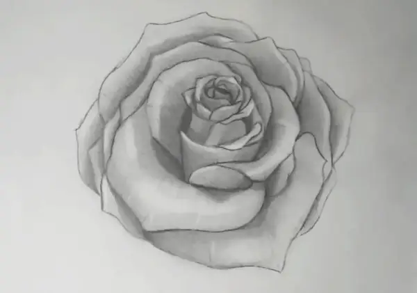 Bleistiftzeichnung einer Rose mit detaillierten Blütenblättern.