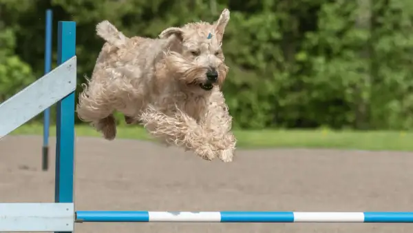 Irish soft coated wheaten terrier w locie nad przeszkodą, z wesołym wyrazem pyska i falującą sierścią.
