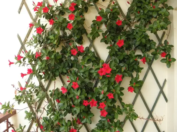 Dipladenia en pleine floraison rouge vif, grimpant sur un treillage. Un entretien facile pour une belle floraison estivale.