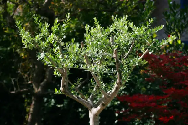 Ein junger Olivenbaum mit vielen grünen Blättern. Wann schneidet man einen Olivenbaum? Am besten im späten Winter oder frühen Frühling, bevor das neue Wachstum beginnt.