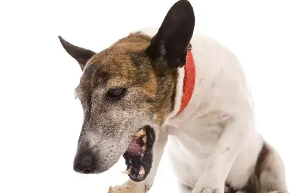 Ruidos en el estómago de mi perro por la noche: causas y soluciones