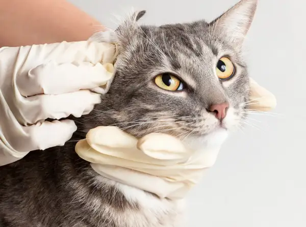 A veterinarian examines a cat's ear, checking for signs of a cat ear infection. The cat has striking yellow eyes and grey tabby fur.