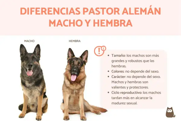 Un perro pastor alemán macho y una hembra, mostrando diferencias de tamaño y características.