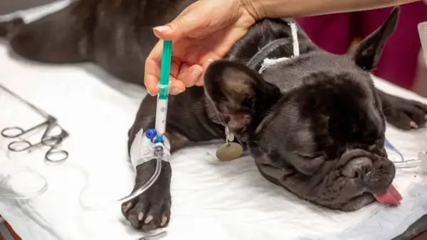 Un bulldog francés recibe fluidos intravenosos, mostrando posibles efectos secundarios después de la anestesia en perros.