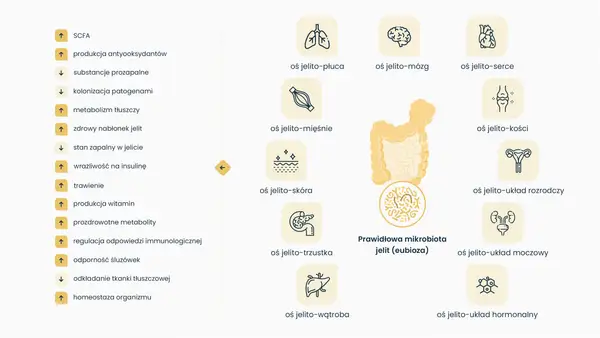Grafika ilustruje osie komunikacji między jelitami a innymi organami, podkreślając znaczenie prawidłowej mikrobioty jelitowej dla zdrowia. Dysbioza jelitowa może wpływać na płuca, mózg, serce i inne układy.