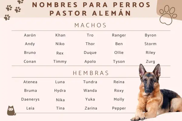 Lista de nombres para pastor alemán machos y hembras, con un pastor alemán descansando.
