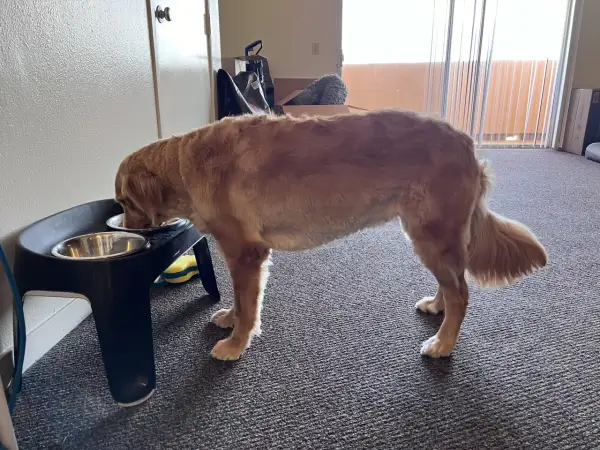 Golden retriever pije wodę z miski na podwyższeniu.