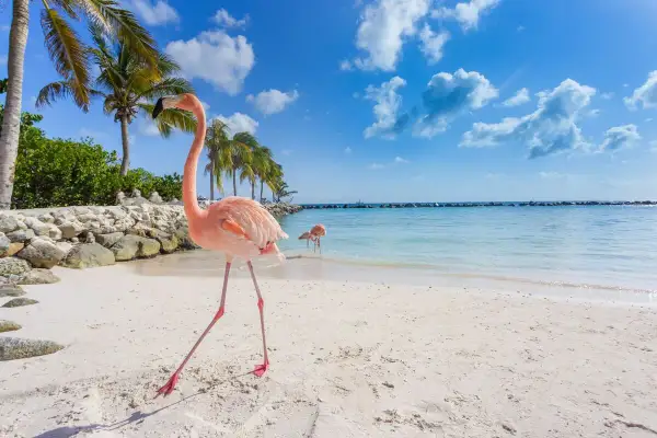 Rosa flamingos på en vit sandstrand vid det turkosa karibiska havet. Palmer och en klarblå himmel med moln.